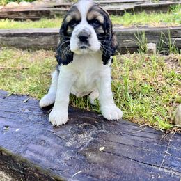 Cocker Spaniel Puppies from Sylvan Acres Spaniels