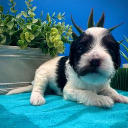 Fern - Tri-color male Cavapoo puppy in Selma, Texas from Sage Mini Doodles