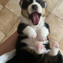 Pembroke Welsh Corgi Puppies from Trowbridge Corgis