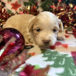 Poppy - Cream female Aussiedoodle puppy in Maysville, Missouri from Mini AussieDoodles on Meadow Lane