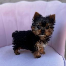 Eevee - Black and tan female Yorkshire Terrier puppy in Surprise, Arizona from Enchanted Yorkies