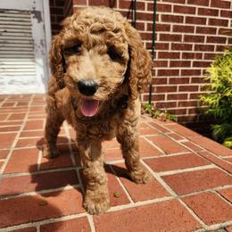 Sasha - Red  female Poodle puppy in Spartanburg, South Carolina from Taya's Pups