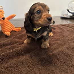 Dachshund Puppies from Lily’s Mini Dachshunds