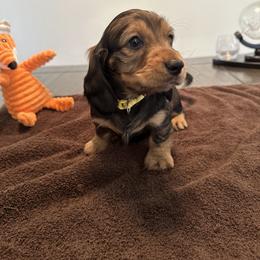 Dachshund Puppies from Lily’s Mini Dachshunds