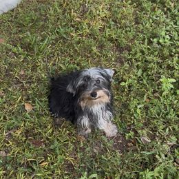 Rowan - Black and gold male Yorkshire Terrier puppy in North Naples, Florida from Moon Ranch Puppies