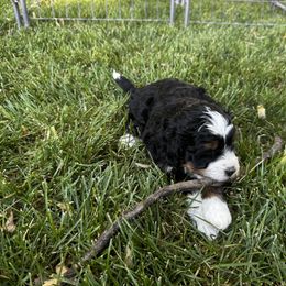Bernedoodle Puppies from Syracuse Doodle Den