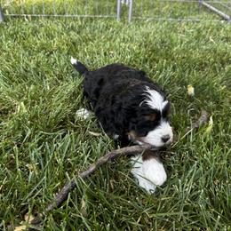 Bernedoodle Puppies from Syracuse Doodle Den