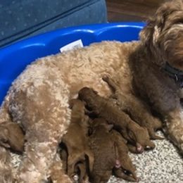 Cavapoos and Havapoos from Henry's Cavapoos