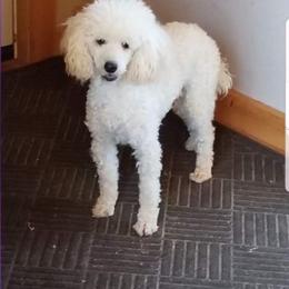 Cockapoo and Poodle All Grown Up from Kathy Maize