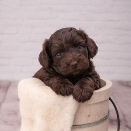 Red - Brown and white male Aussiedoodle puppy in Byron, Georgia from Southern Olive Doodles 🫒