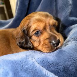 Lil St. Nick - Red male Dachshund puppy in Whitehouse, Texas from Daschund Pups