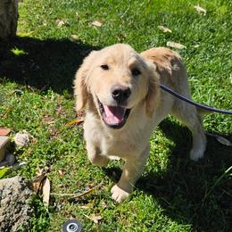 Boy pup - Golden male Golden Retriever puppy in Los Angeles, California from Sea Air Goldens