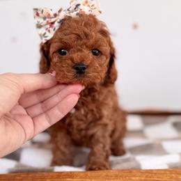 Cavapoo and Goldendoodle Puppies from Pedersendoodles