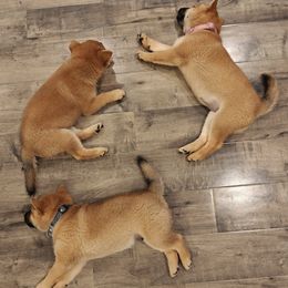 Shiba Inu Puppies from Slushpuppskies