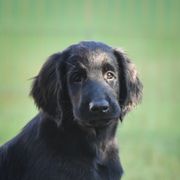 Flat-Coated Retriever Puppies from DesertFire Flat-Coated Retrievers