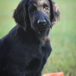 Flat-Coated Retriever Puppies from DesertFire Flat-Coated Retrievers