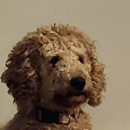 Goldendoodles and Poodles from Greg Ridgeway