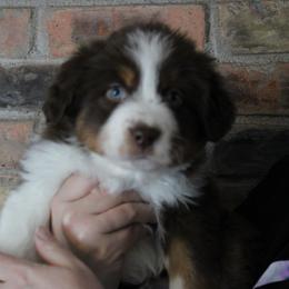 Frost - Red tri-color male Miniature American Shepherd puppy in Williamston, Michigan from Rust Belt Farms