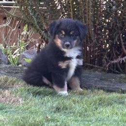 Black Tri Male 3 - Black tri male Miniature American Shepherd puppy in Cowlitz County, Washington from Pleasant Woods Miniature American Shepherds
