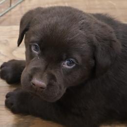 Frosty - Chocolate male Labrador Retriever puppy in Camden, Indiana from Camden's Caring Canines