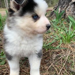 Pomsky Puppies from Smart Pomskies