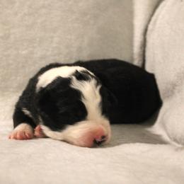 Ironhide - Black and white male Border Collie puppy in Crawfordsville, Indiana from Rescued Dreams Border Collies