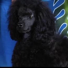 Shimmer - Poodle
