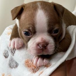 Rosie - Red female Boston Terrier puppy in Rosemont, California from Sacred Paw Sanctuary