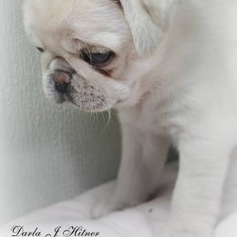 Pug Puppies from darNpugz