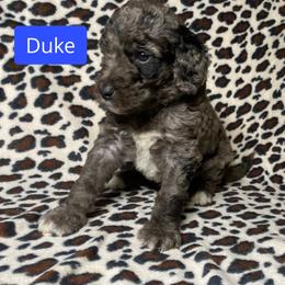 Duke - Merle male Bernedoodle puppy in Battle Creek, Michigan from T-Rose’s Bernedoodle & Pomsky Puppies