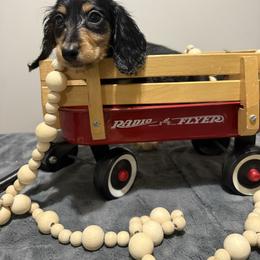 Colt - Black and tan male Dachshund puppy in Dawson, Alabama from Bells Dashing Dachshunds
