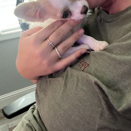 Chihuahua puppies from Barbara JAN Lukenbill