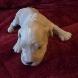Grace white stripe chest gold - Apricot female Labradoodle puppy in Churchill County Fallon, Nevada from Card Family Ranch