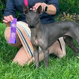 American Hairless Terrier and Chihuahua All Grown Up from CAS