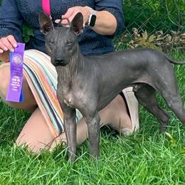 American Hairless Terrier and Chihuahua All Grown Up from CAS