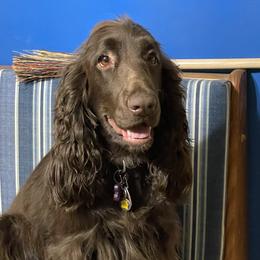 Rosie - Field Spaniel
