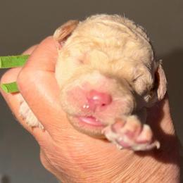 Green Collar - Cream female Goldendoodle puppy in Ringgold, Georgia from Sweet B’s Goldendoodles