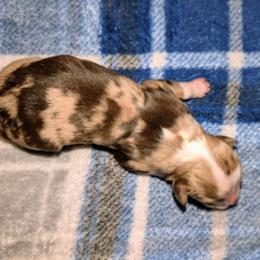 G2 - Red merle female Toy Australian Shepherd puppy in Shepherd, Texas from GAMALA Farm & Kennels