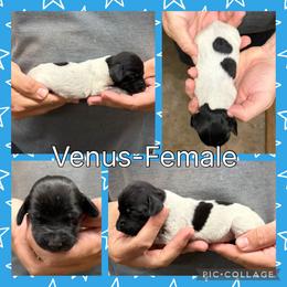 Venus - Black roan female German Shorthaired Pointer puppy in Pierz, Minnesota from RFP Pointers German Shorthaired Pointers