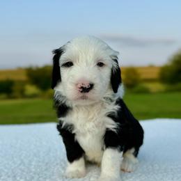 Wooly Bully - Black and white male Sheepadoodle puppy in Adams, Nebraska from Boxcar Doodles and Poodles