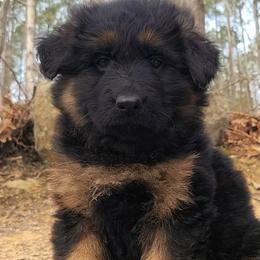 Purple Collar - Female - Black and red female German Shepherd puppy in Charlotte, North Carolina from Zuflucht K9s