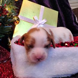 Holly - Blenheim female Cavalier King Charles Spaniel puppy in Franklin, North Carolina from Cavaliers of the County Macon