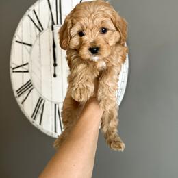 Bernedoodle and Cavapoochon Puppies from This is Doodles
