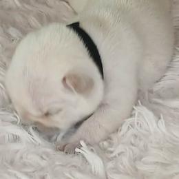 French Bulldog Puppies from Diamond Dreams French Bulldogs