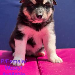 Girl 6 - Black and white female Alaskan Malamute puppy in Rensselaer, Indiana from Moot Manor Malamutes