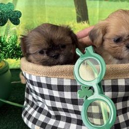 Shih Tzus from Purely Shih Tzu