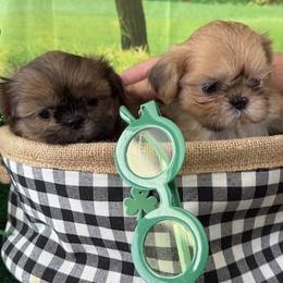 Shih Tzus from Purely Shih Tzu