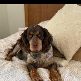 Jessy - English Springer Spaniel