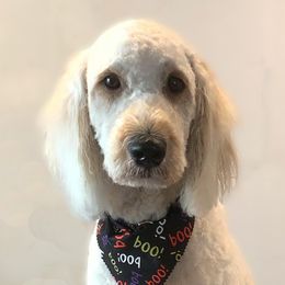 Daisy - Goldendoodle