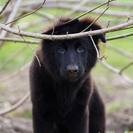 Yellow Ribbon - Black female German Shepherd puppy in Howard City, Michigan from Sherman's Shepherds